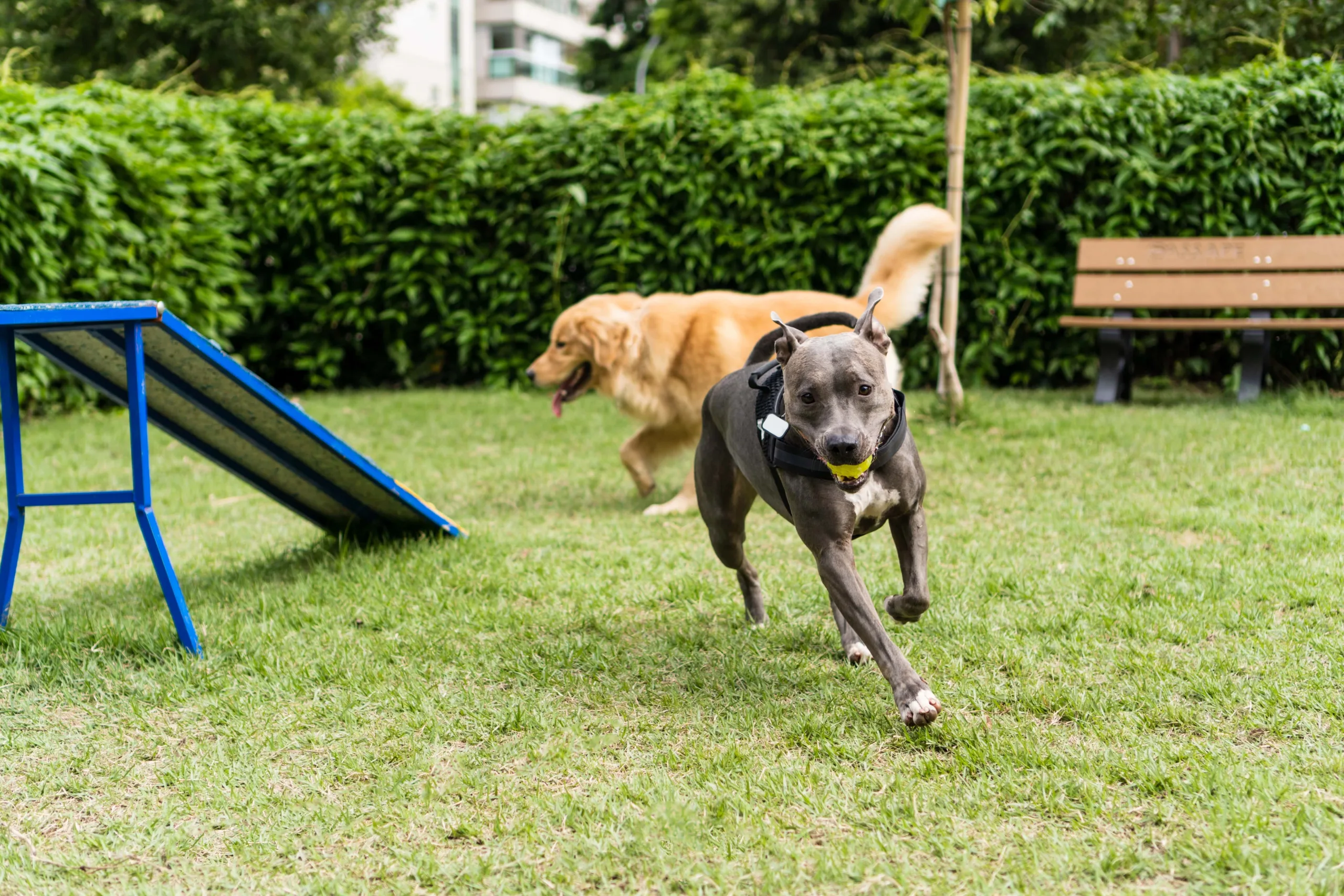 Pitbull with tennis ball running in dog park towards the camera while a Golden Retriever runs behind it, around a ramp and they both have happy body language and big grins on their faces. The dog park is fenced in with bushes and foliage covering the fence. New pet-friendly apartment homes for rent with private fenced backyards in Kissimmee, FL, near Orlando, FL with pickle ball, dog park, gym, and gated community.