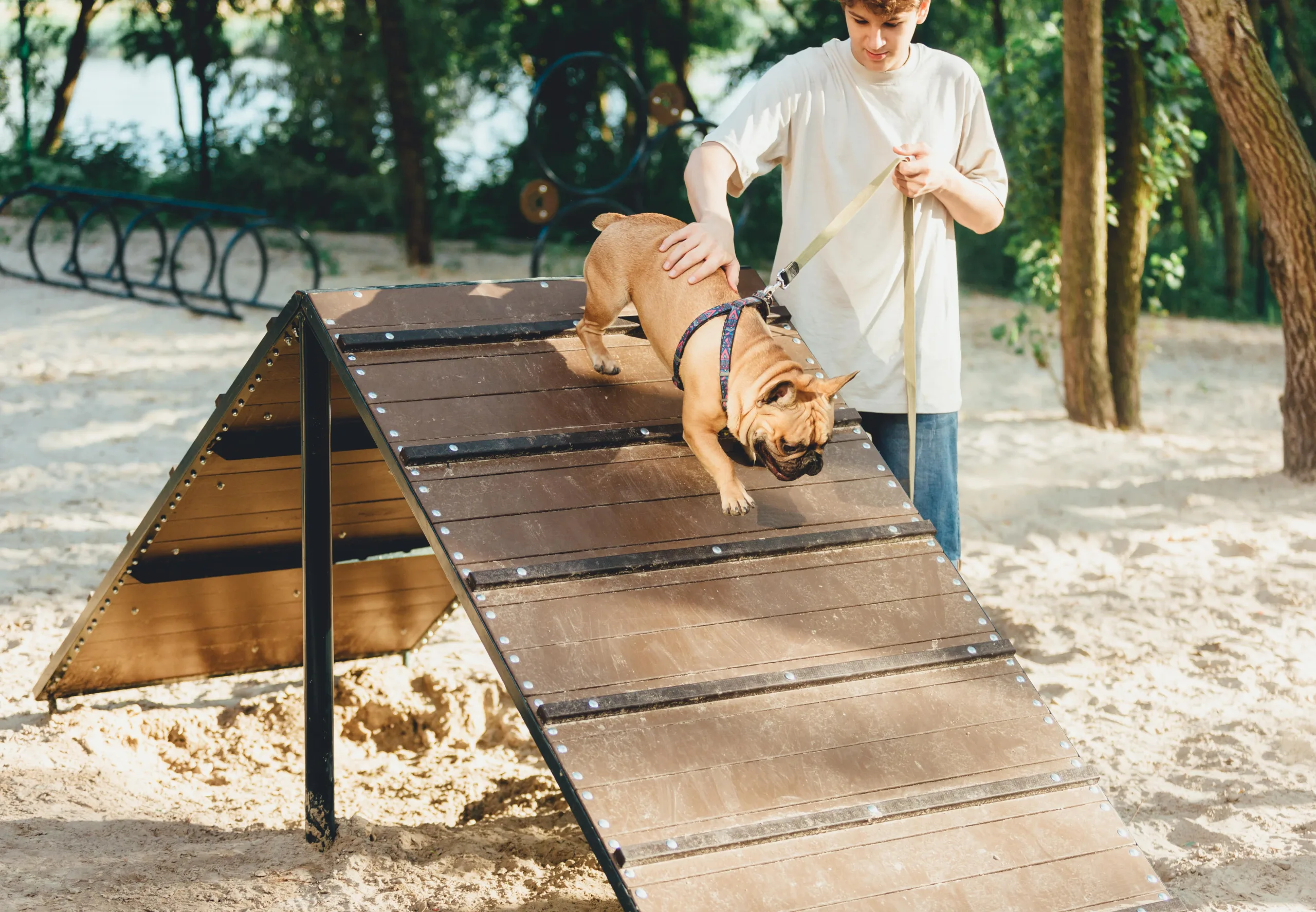 French Bulldog on ramp at dog park. his owner is standing beside him supporting he's back and holding the leash attached to his harness. The dog park is sandy and there is a pond with foliage in the background. There are also jumping hoops and a built-in tunnel for pups to explore in the background. New pet-friendly apartment homes for rent with private fenced backyards in Kissimmee, FL, near Orlando, FL with pickle ball, dog park, gym, and gated community.