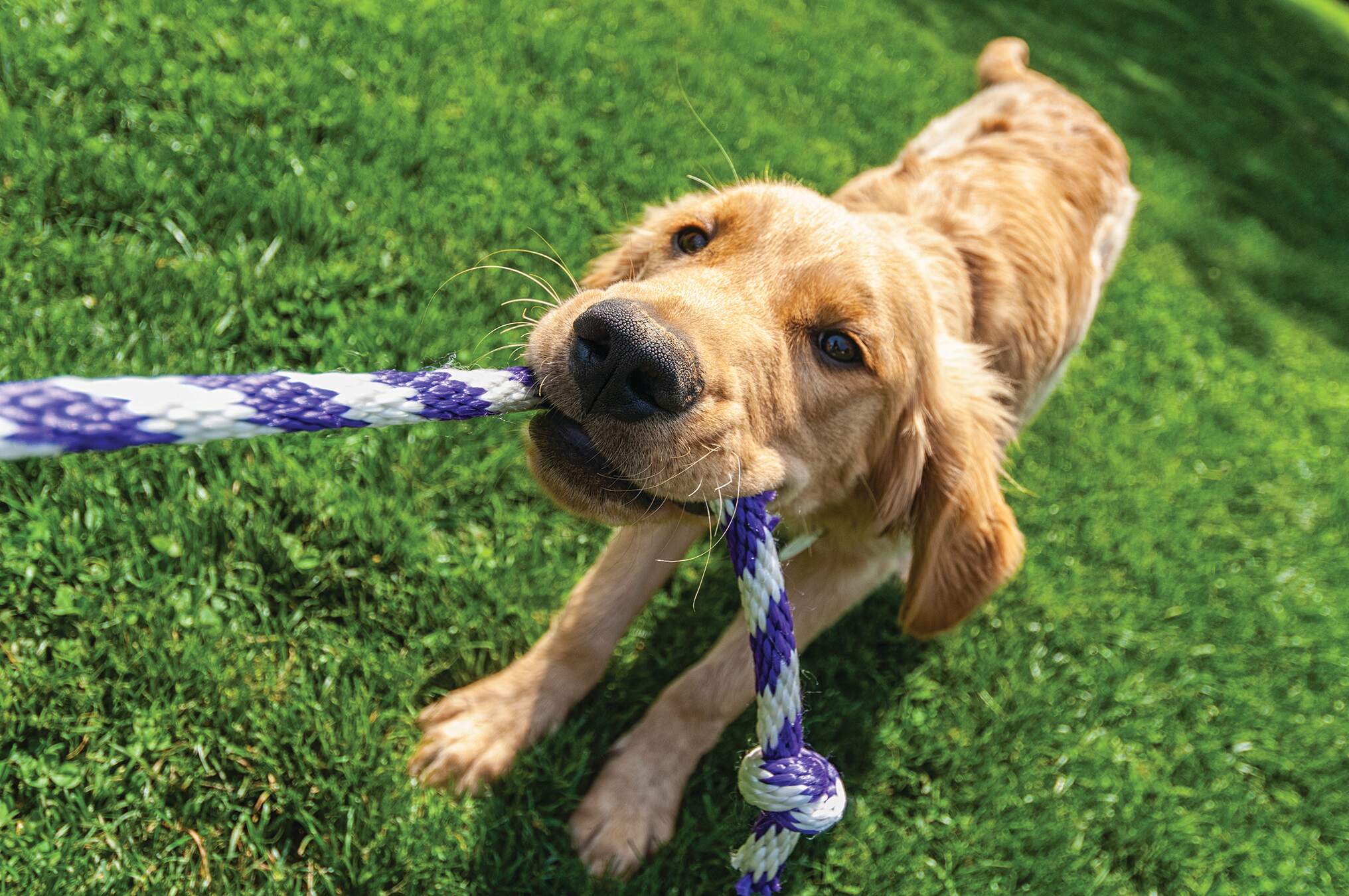 Puppy golden retriever with a blue and white rope in its mouth playing tug-of-war on grass. He is looking right at the camera and has a grin on his face. New pet-friendly apartment homes for rent with private fenced backyards in Kissimmee, FL, near Orlando, FL with pickle ball, dog park, gym, and gated community.